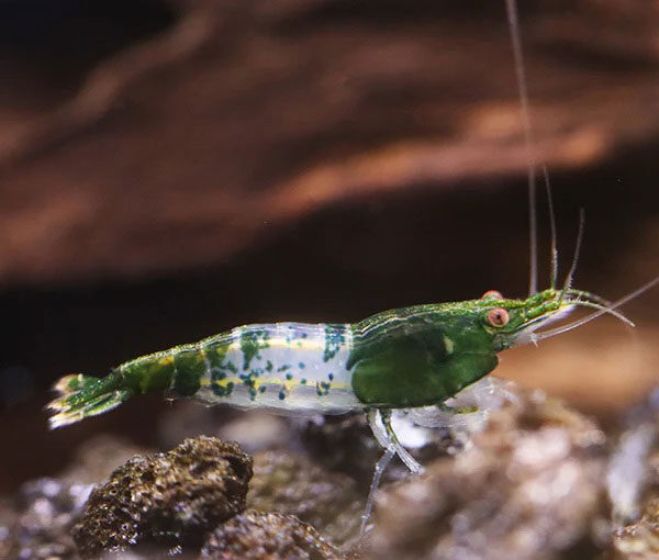 Green-rili Green-rili