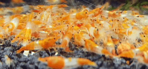 blog gambasdeacuario