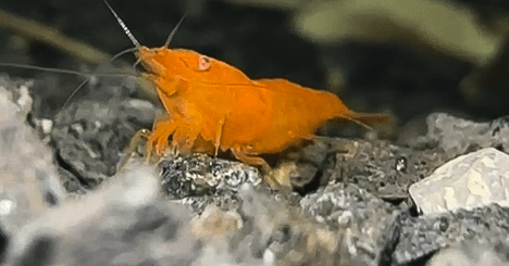 Neocaridina OE