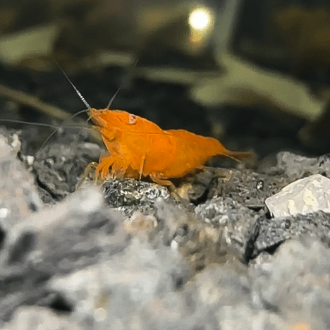 Neocaridina OE